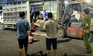 Vĩnh Phúc tiêu hủy hơn một tấn heo bốc mùi Vĩnh Phúc tiêu hủy hơn một tấn heo bốc mùi