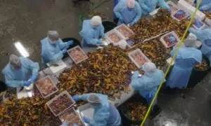 Quy trình bắt, làm thịt 270.000 kg tôm hùm mỗi tuần ở Mỹ