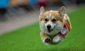 Chó corgi đua tốc độ, thi trang phục độc lạ Chó corgi đua tốc độ, thi trang phục độc lạ