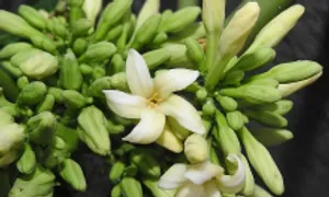 Men gan cao gấp 1.000 lần do uống hoa đu đủ đực ngâm mật ong Men gan cao gấp 1.000 lần do uống hoa đu đủ đực ngâm mật ong