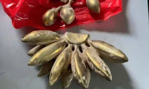 Làm nải chuối bằng vàng giả để lừa vàng thật Làm nải chuối bằng vàng giả để lừa vàng thật