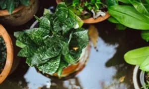 Sai lầm khi chăm cây mùa mưa