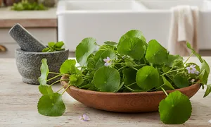 Lợi ích sức khỏe của rau má Lợi ích sức khỏe của rau má