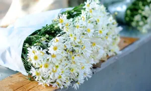 10 điều nên làm ngay khi Hà Nội vào thu 10 điều nên làm ngay khi Hà Nội vào thu